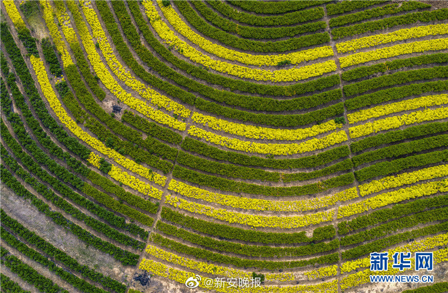 鲁大师在线观看免费下载电视剧