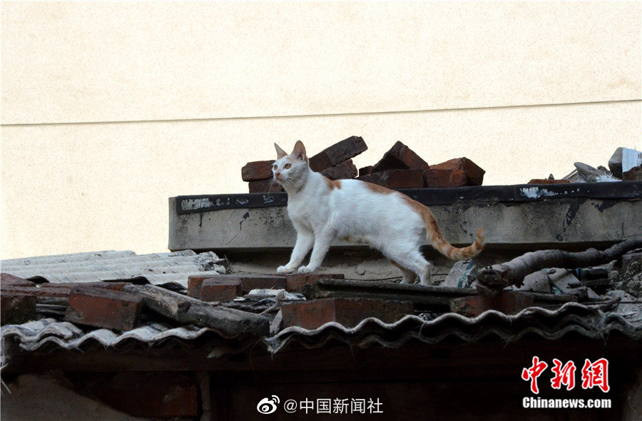 香港真枪实弹