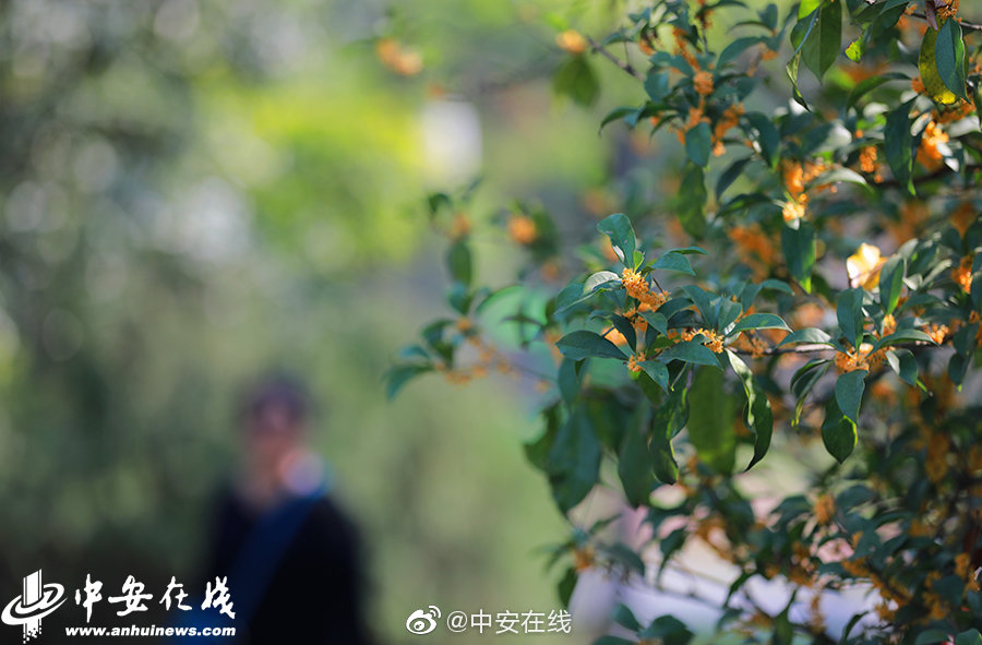 跪在老师的脚下吃丝袜脚