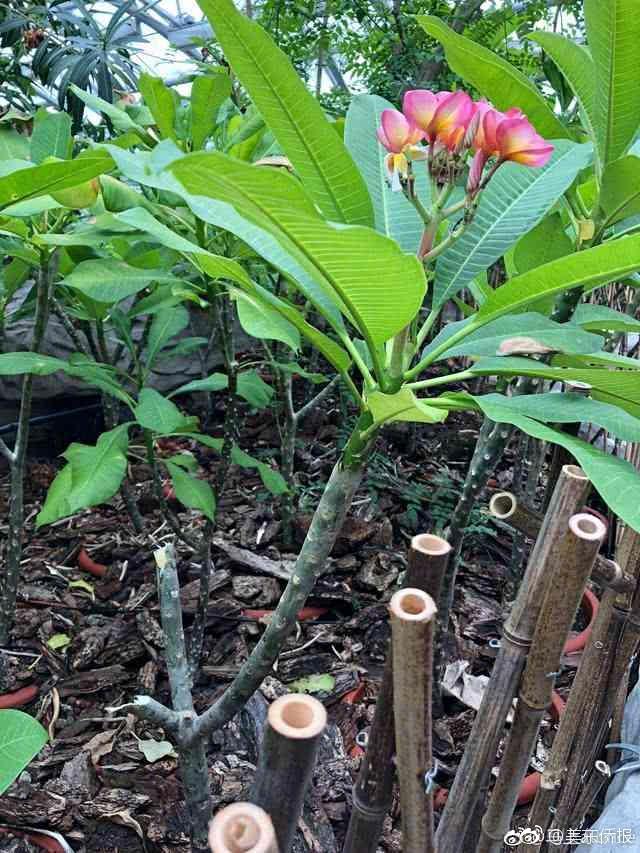 猛男互摸 巴网站