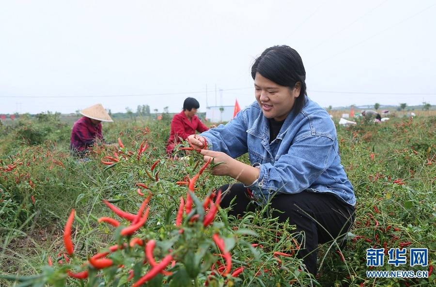 国产一级婬片A片久久久花开诺