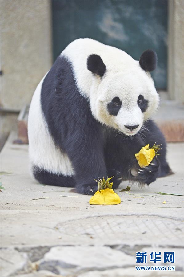 冬月枫