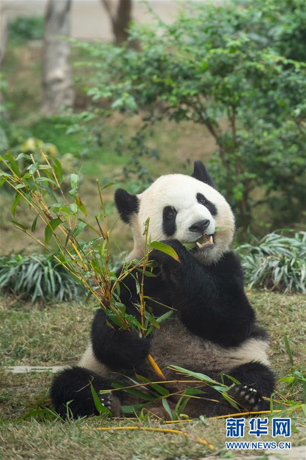 藏獒又硬又粗进去好爽A片免费