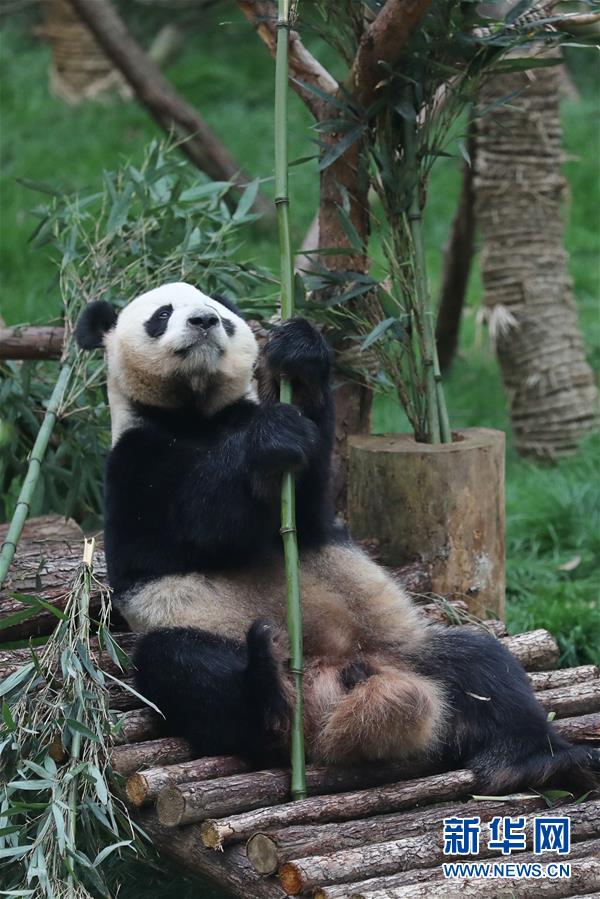 欧美一级性爱