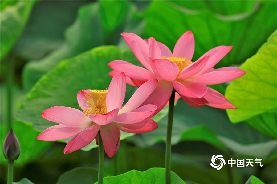 艳照门张柏芝口交