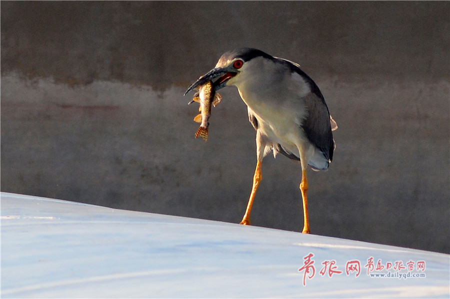 草莓视频色