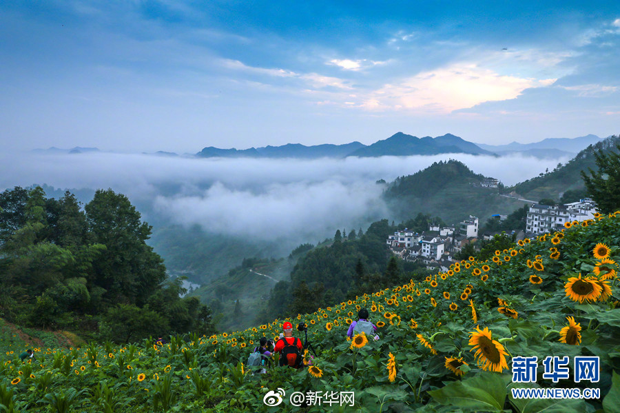 草莓秘 免费一区二区三区