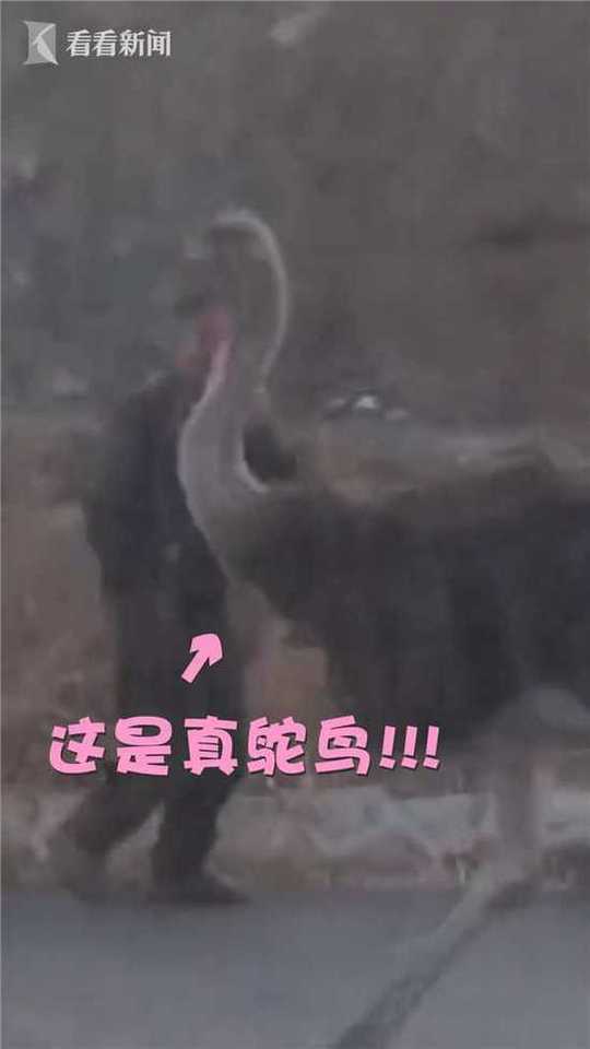 四川少BBB搡BBB爽爽爽