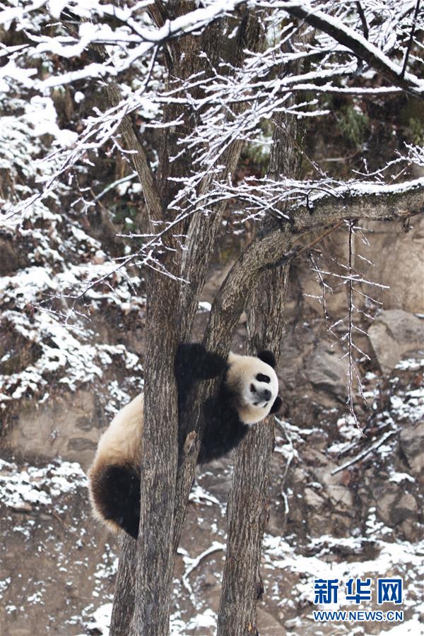 黄色影院免费观看不卡