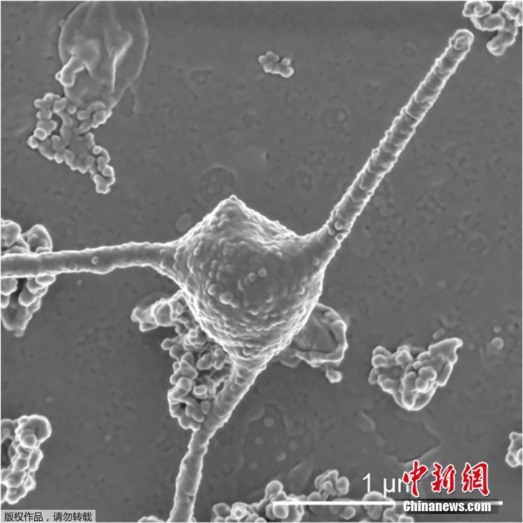 中国 裸聊 直播