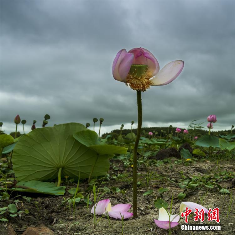 亚洲无 码A片在线观看