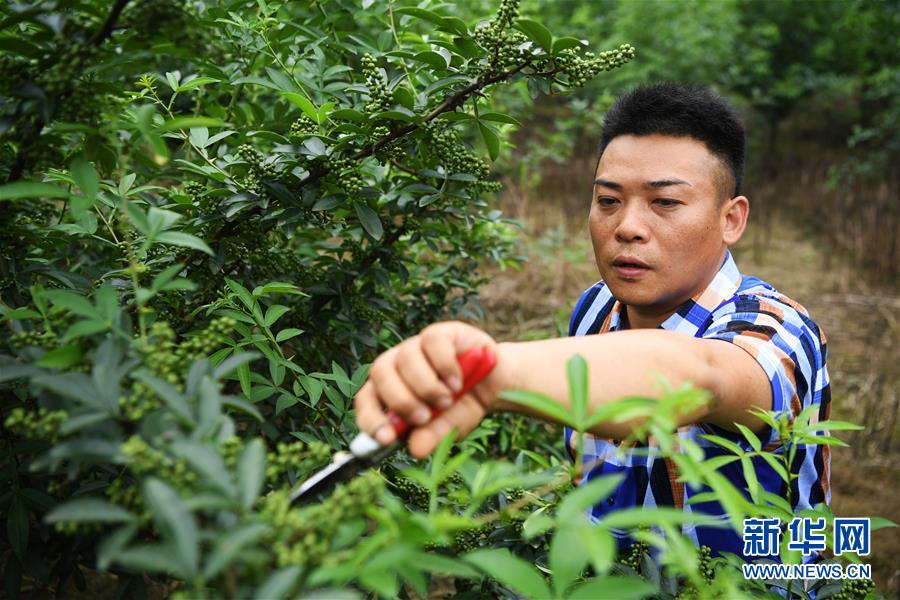 泰国黄色电影的视频的