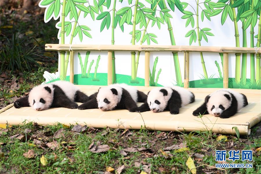 中国一级黄色毛片