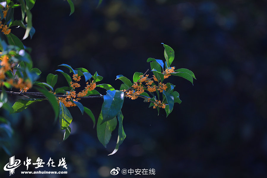 中国胖熊Gay 男同色情片