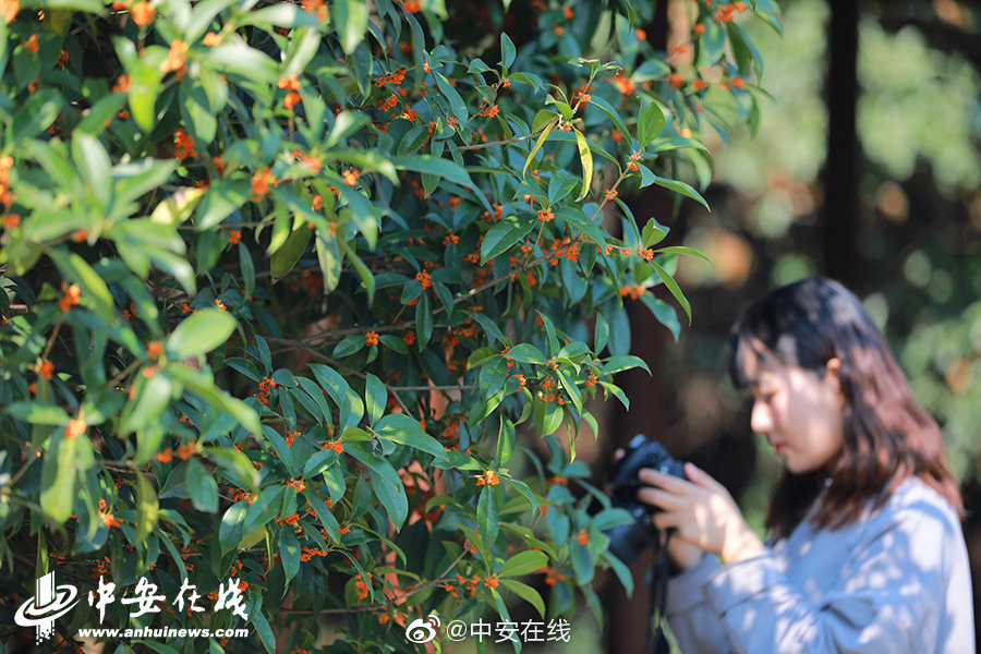 毛片资源