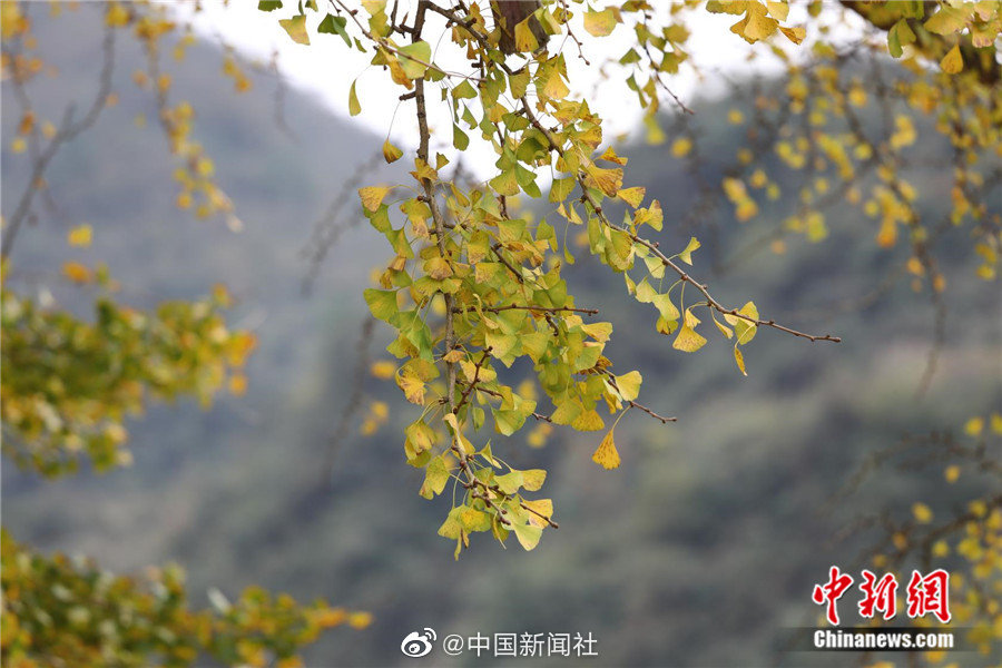 《初尝禁果》2:做爰HD