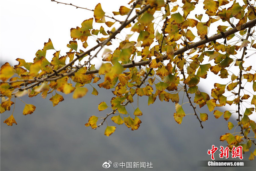 国产美女裸体秘 无遮挡JK視頻