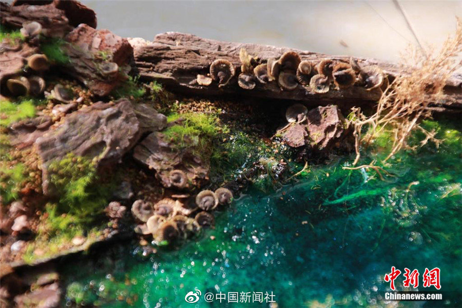 中国下载教师年代的黄片