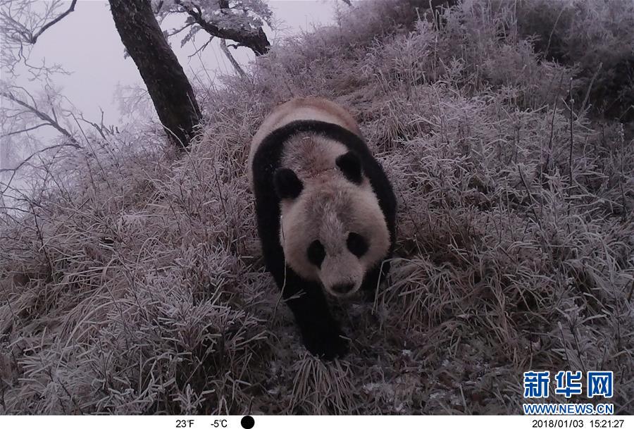 麻豆传煤app官网网页入口下载