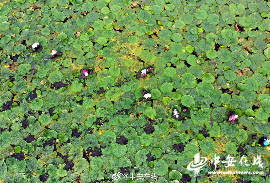 张悠雨大胆瓣开下部