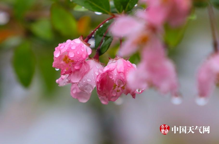 桃花直播