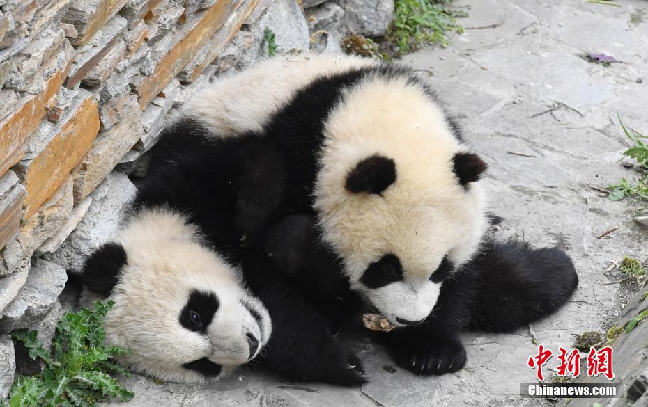 何兰少妇Hd黑人大吊