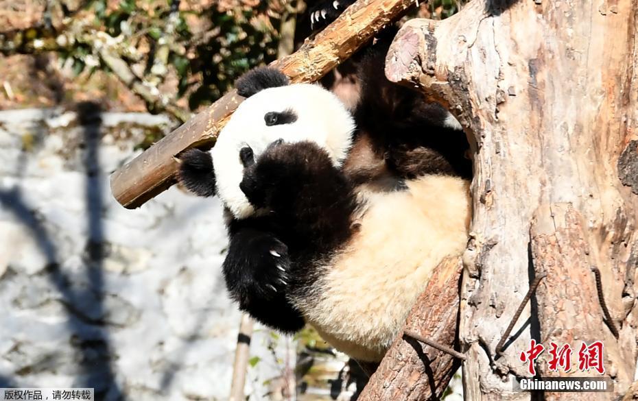 淫獸聖戰