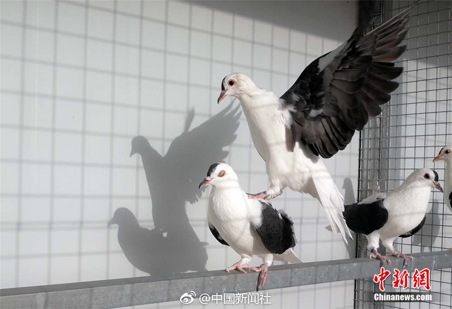 春雨直播免费直播观看