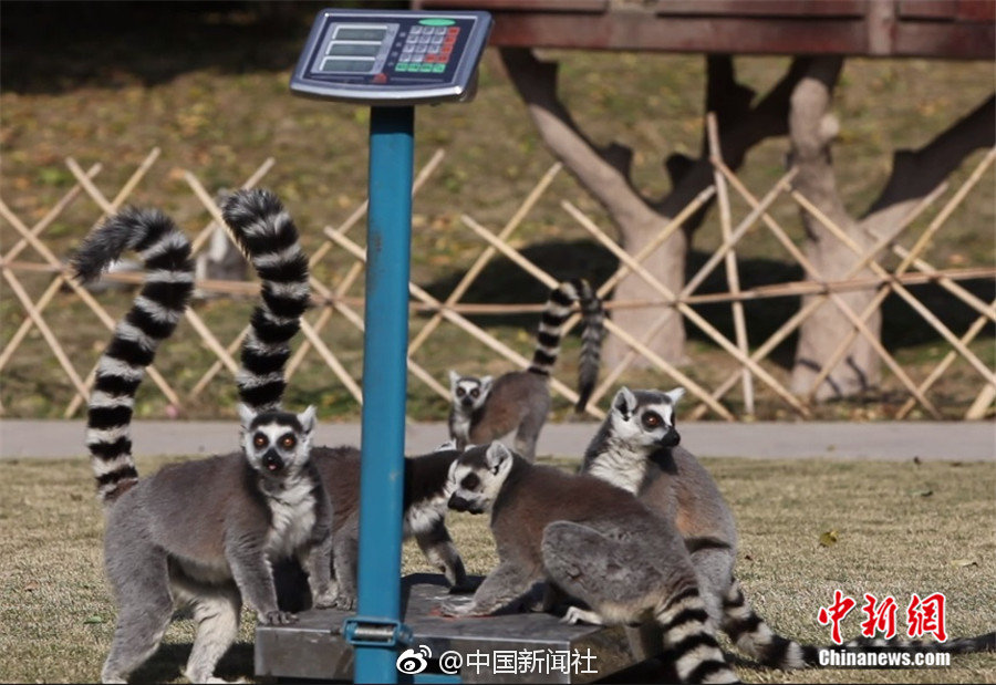 免费观看无需下载在线黄片