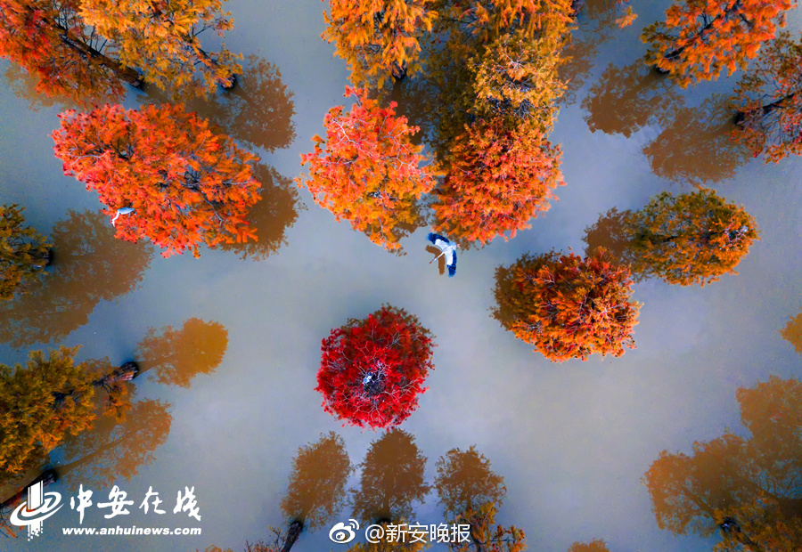 夫妻性生活A级黄片