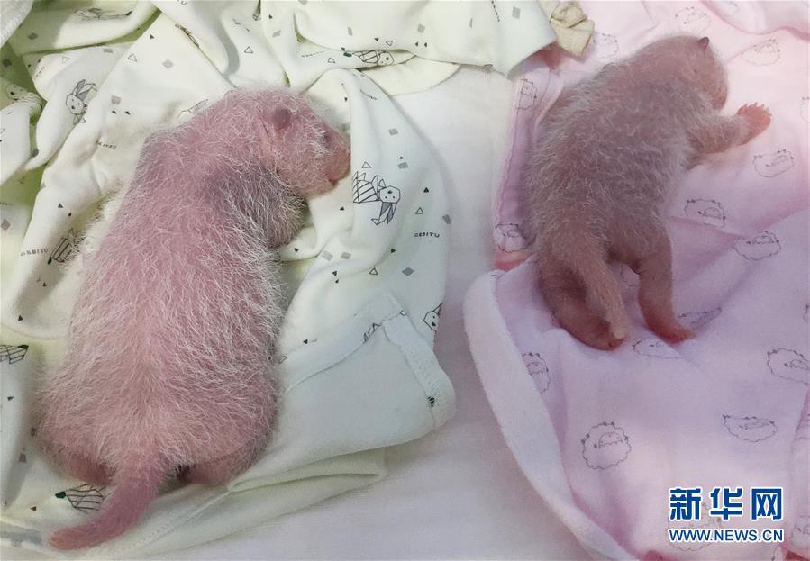 黄片免费资源免费看