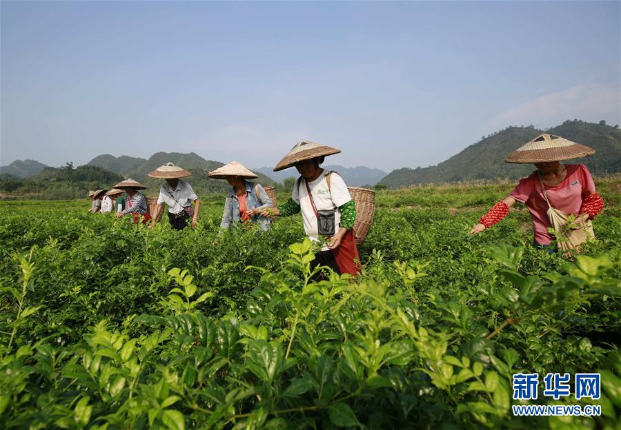 桑葚是碱性还是酸性
