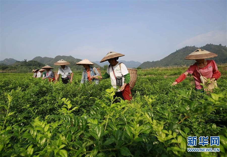 众信旅游净利润暴跌九成 服务质量和股价令人心焦