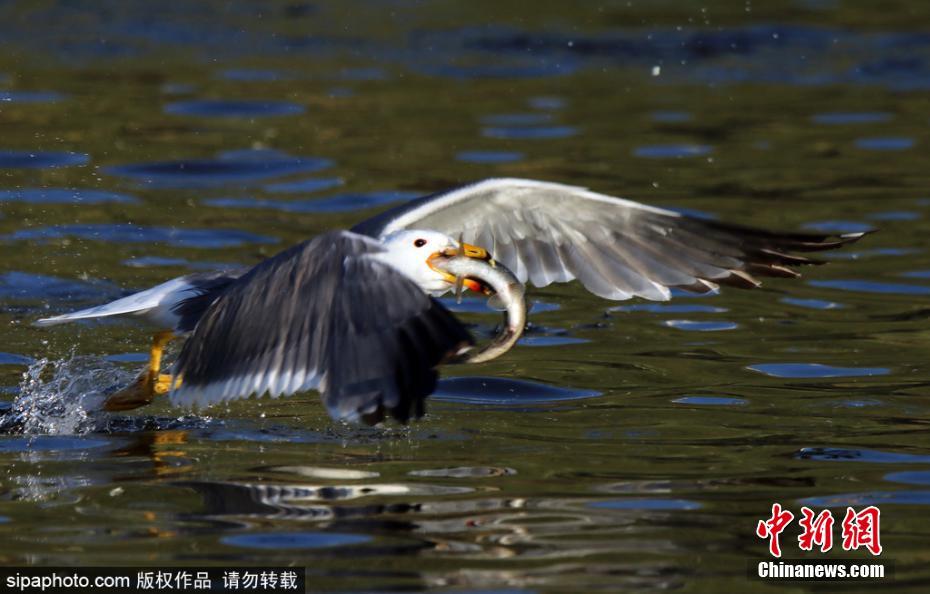 娇妻被粗大jib捣出了白浆