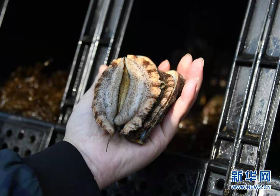 亚洲砖区区免费