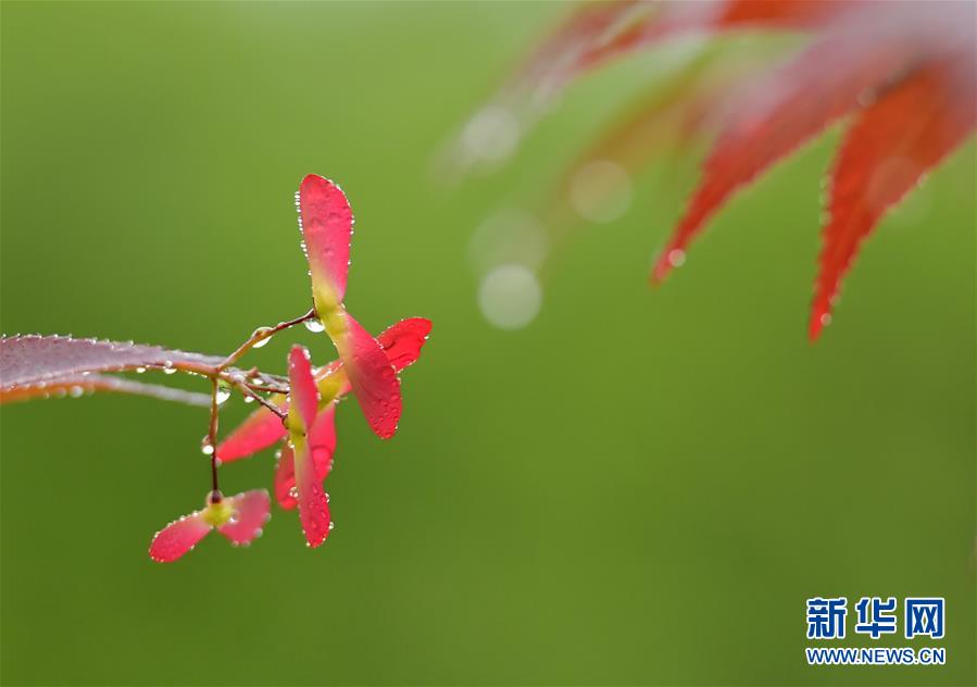 優月心菜