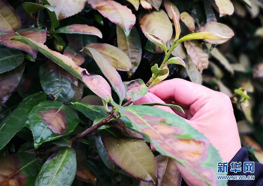 白丝女仆疯狂 喷水自慰爽作文