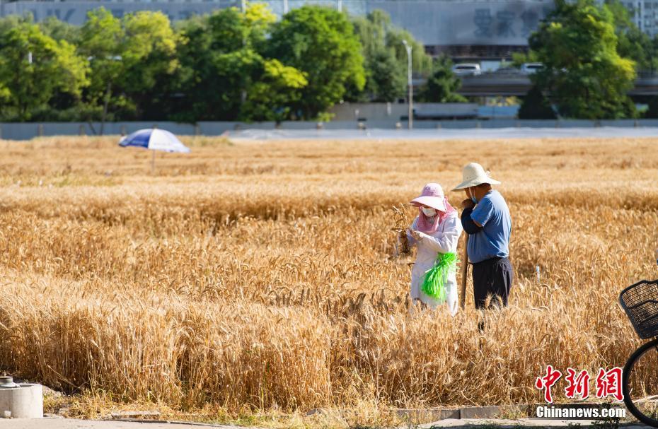 公猪钻入女人子宫会怎么样