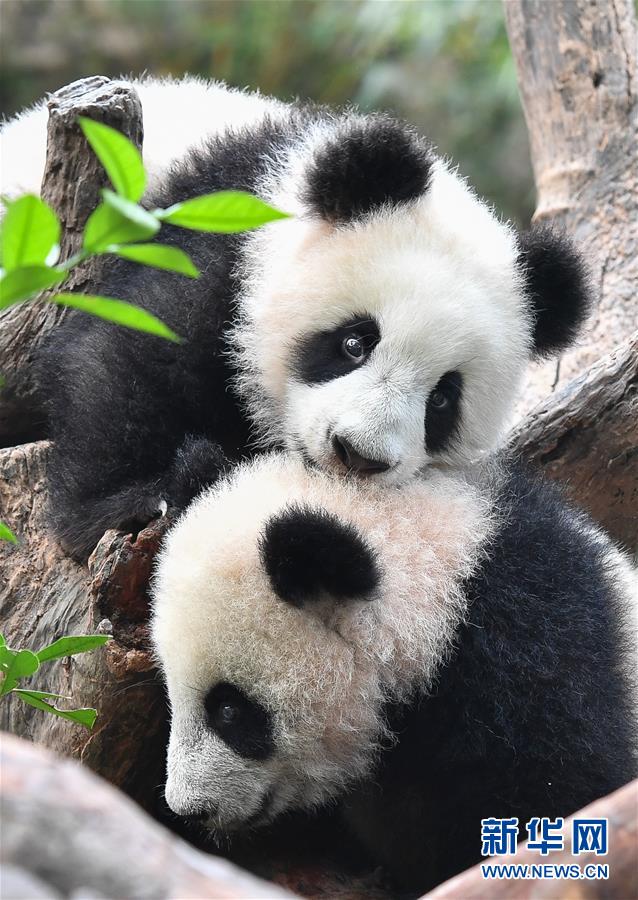 找个黄色视频在线观看