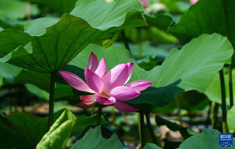 韩国伦理电影苹果
