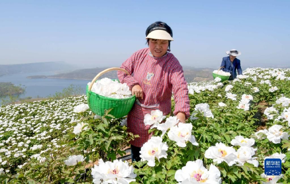 虎牙球王古阿扎