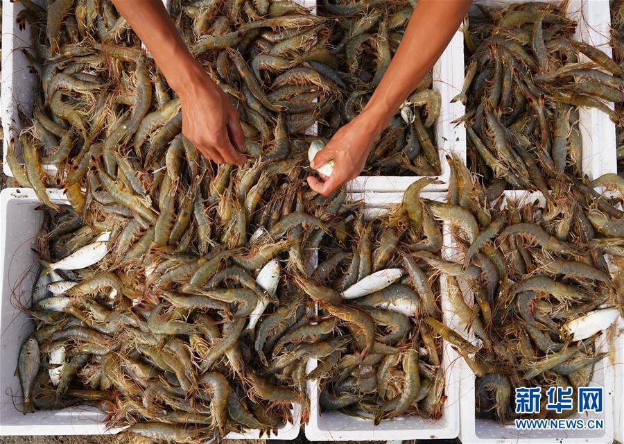 在线免费播放黄色视频链接