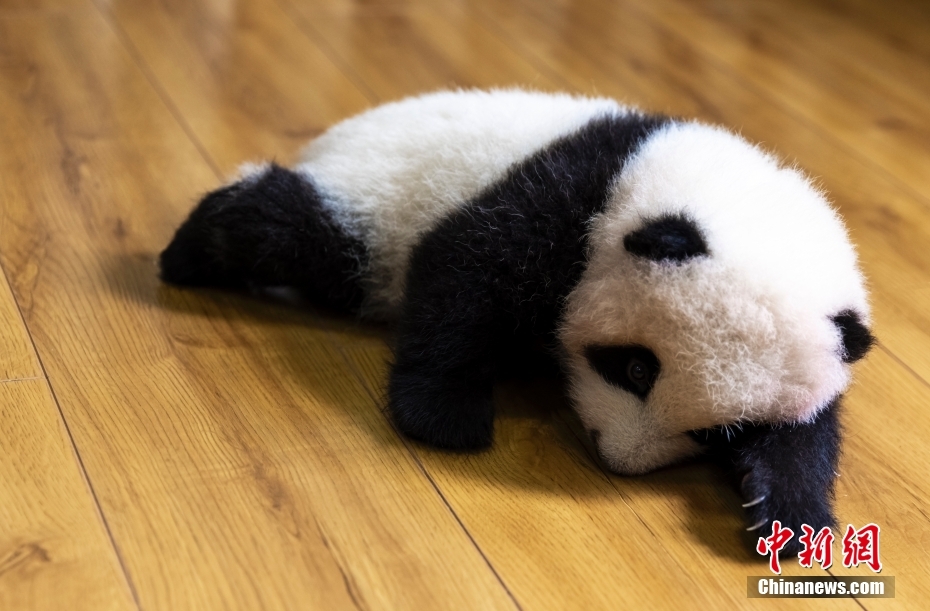 夜月app直播