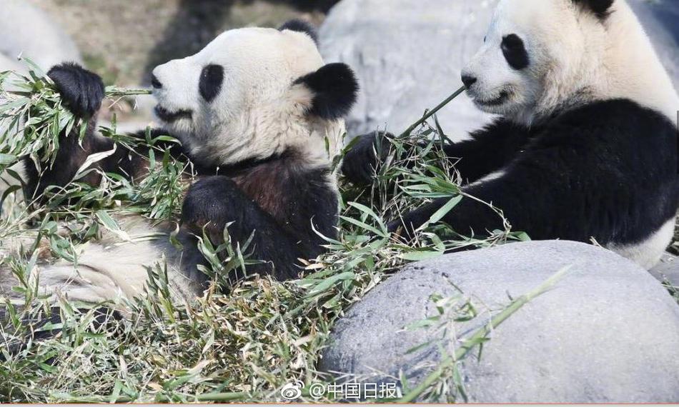 特黄视频在线免费网址