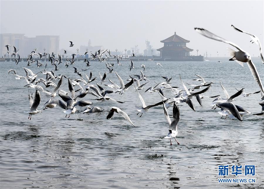 色豆豆