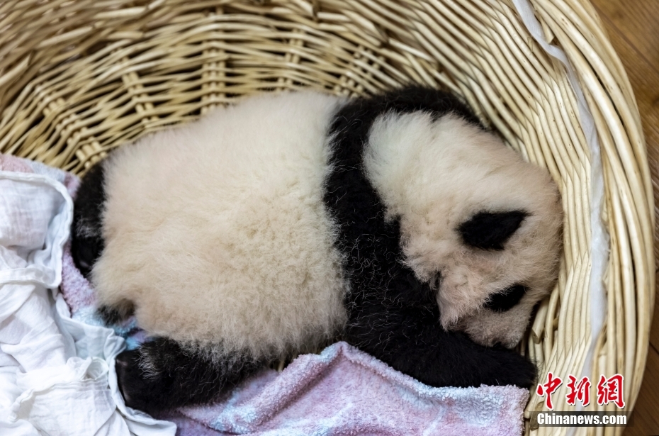 黄色 中文 网站
