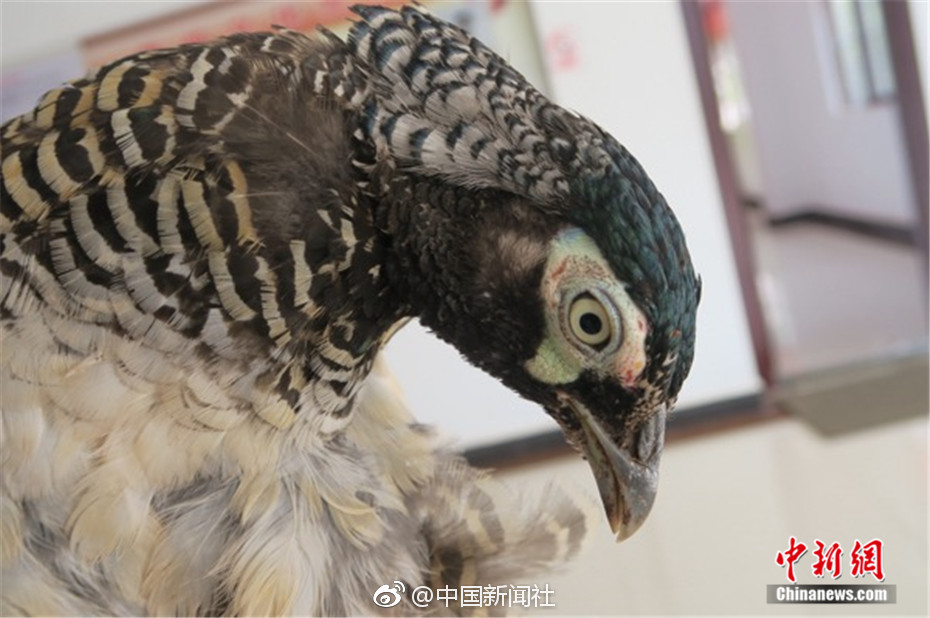少司缘翻白眼流眼泪的背景故事
