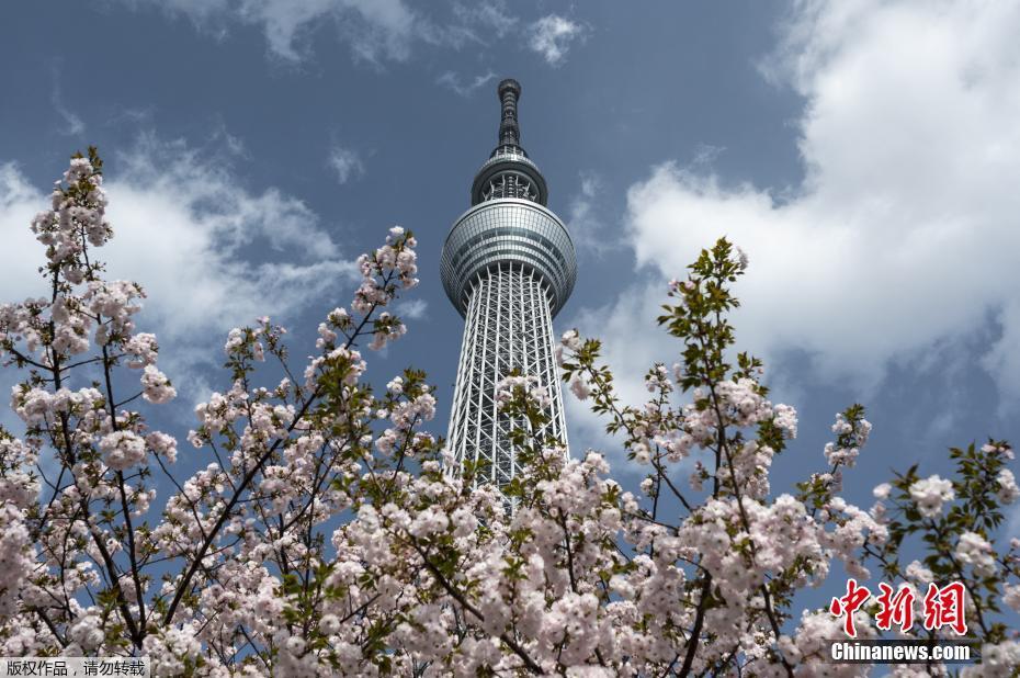 蜜月直播APP