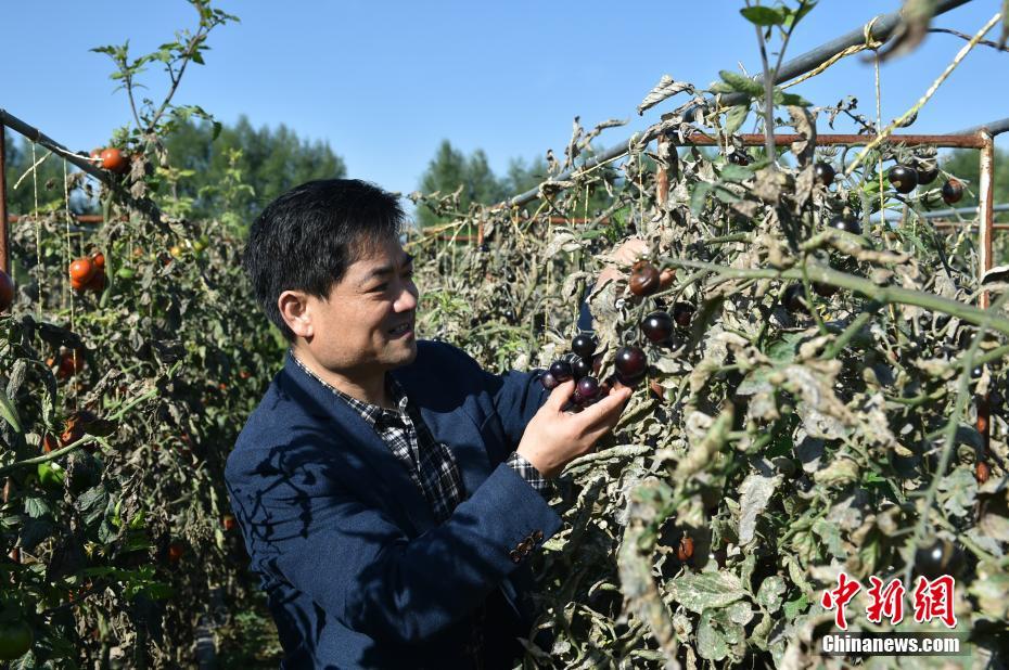 黄色免费网