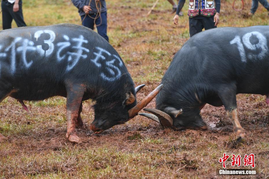 陈宝莲一级毛片